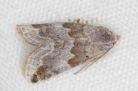 Eublemma amoena