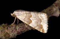 Eublemma amoena