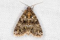 Callopistria latreillei