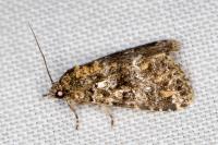 Callopistria latreillei
