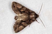 Dryobotodes tenebrosa