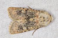 Polymixis argillaceago