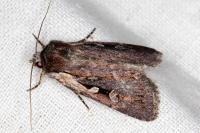 Xestia agathina