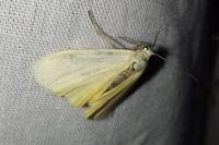 Wittia sororcula