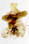 Wittia sororcula