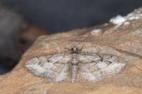 Eupithecia ericeata