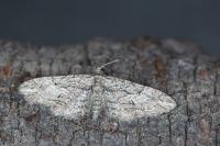 Eupithecia oxycedrata