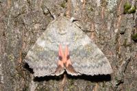 Catocala elocata