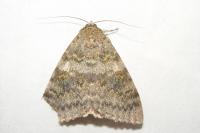 Catocala elocata