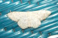 Scopula marginepunctata