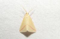 Rhodometra sacraria