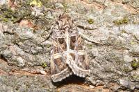 Leucochlaena oditis