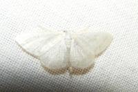 Idaea subsericeata