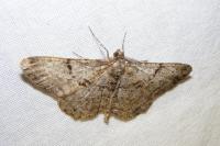 Peribatodes rhomboidaria rhomboidaria