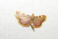 Hypsopygia costalis