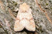 Luperina rubella