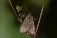 Aporophyla lueneburgensis