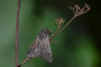 Aporophyla lueneburgensis