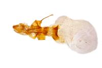 Aporophyla lueneburgensis
