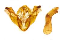 Polymixis xanthomista
