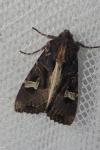 Trigonophora flammea