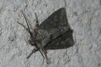Dryobotodes eremita