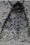 Polymixis flavicincta flavicincta