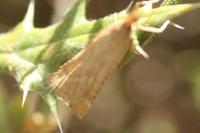 Synaphe punctalis