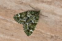 Chloroclysta siterata
