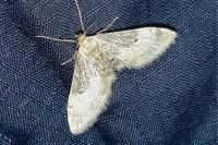 Idaea filicata