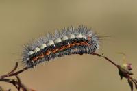 Acronicta euphorbiae
