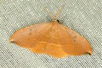 Watsonalla uncinula