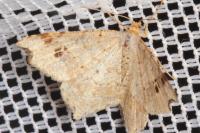 Macaria alternata