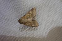 Helicoverpa armigera