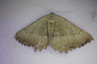 Odontognophos dumetata