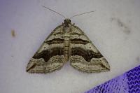 Scotopteryx peribolata