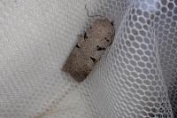 Eugnorisma glareosa