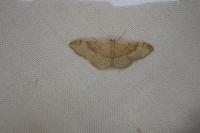 Idaea degeneraria