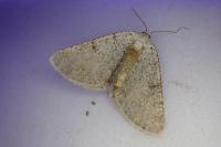 Isturgia miniosaria