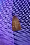Xestia xanthographa