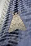 Aporophyla canescens