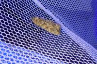 Spodoptera exigua