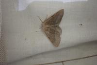 Hylaea fasciaria