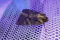 Dryobotodes tenebrosa
