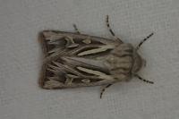 Eucoptocnemis optabilis