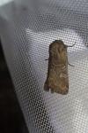 Luperina dumerilii