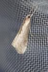 Evergestis isatidalis