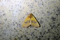 Atethmia centrago
