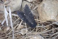 Aporophyla nigra