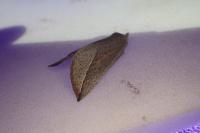 Compsoptera opacaria